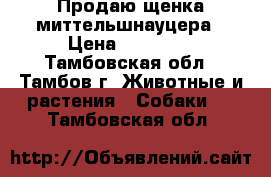 Продаю щенка миттельшнауцера › Цена ­ 20 000 - Тамбовская обл., Тамбов г. Животные и растения » Собаки   . Тамбовская обл.